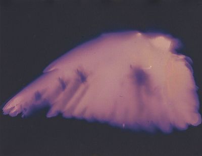 Crow Mori