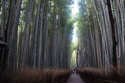 Kyoto Summer Solo