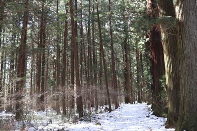 Tokyo/Yamanashi Winter Travel