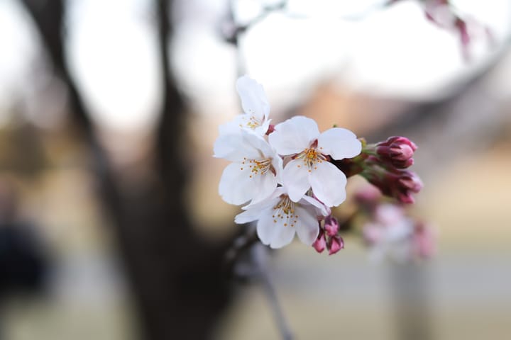 Thumbnail image for Kanazawa Cherry Blossoms album