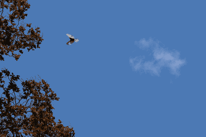 bird flying across the blue sky, pixelated thumbnail
