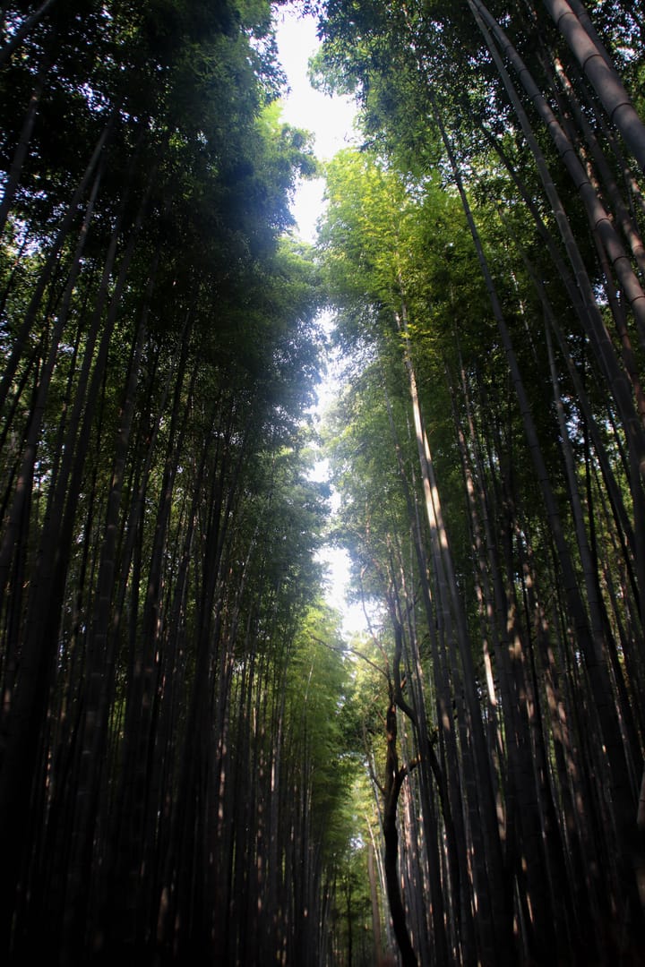 view of a bamboo forest with light leaking through a crack in the treelike, thumbnail