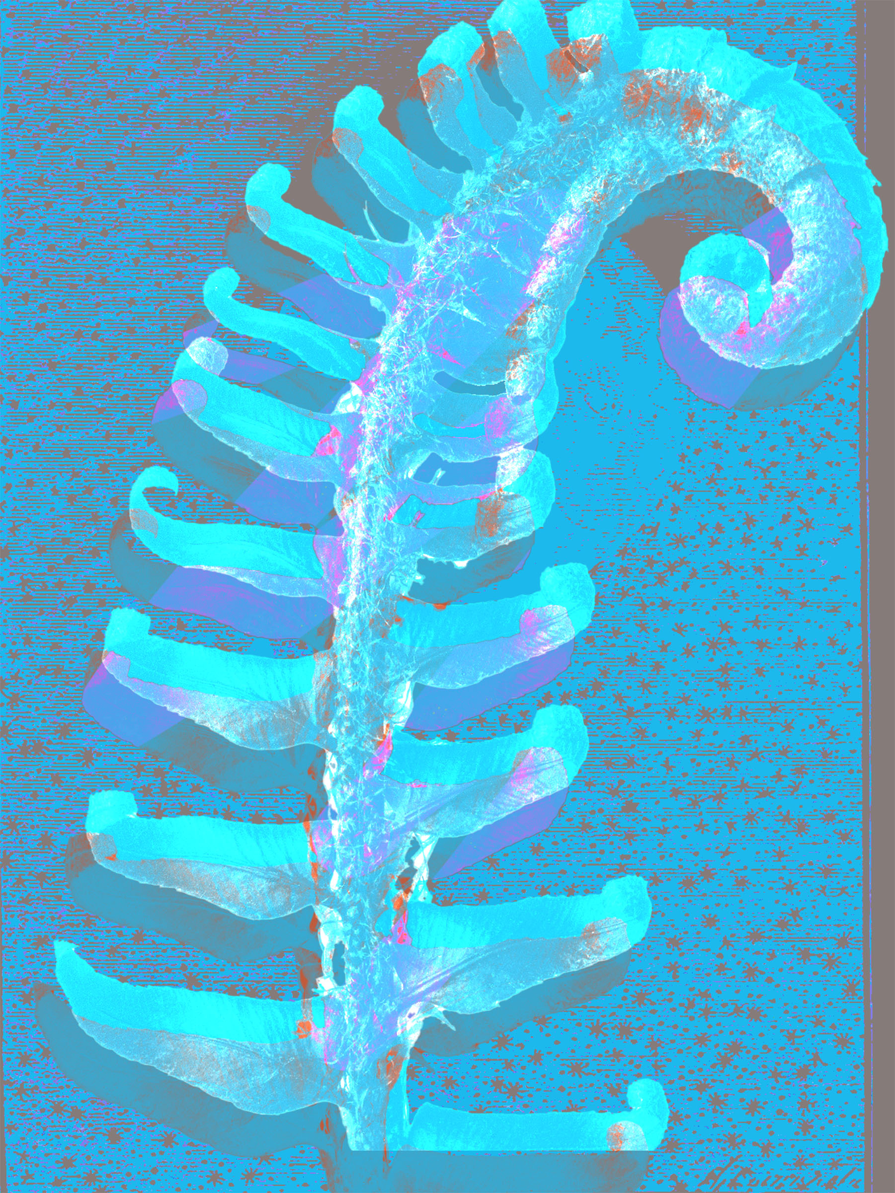 bright blue and  pink fern unfurling, digitally altered.